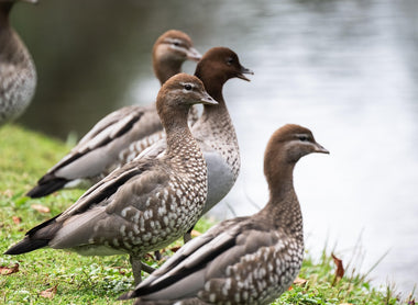 Essential Equipment for Water Damage & Earthmoving in Australia