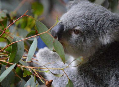 Essential Restoration & Machinery Solutions in Australia