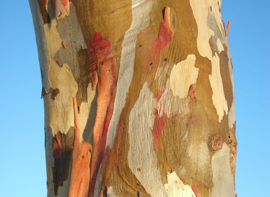 Essential Equipment for Australian Businesses: Restoration & Excavation Solutions