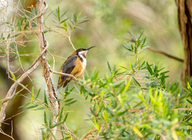 Essential Equipment and Supplies for Australian Industries: From Earthmoving to Restoration