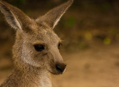 In the dynamic landscapes of Australian industry, from bustling construction sites to the afterma...