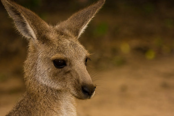 In the dynamic landscapes of Australian industry, from bustling construction sites to the afterma...
